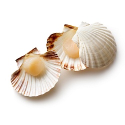 Scallop