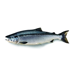 Sockeye salmon