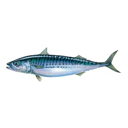 Atlantic Mackerel (Scomber scombrus)