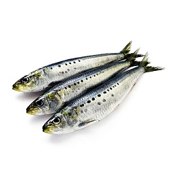 Pacific Sardine Ivashi