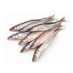 Capelin