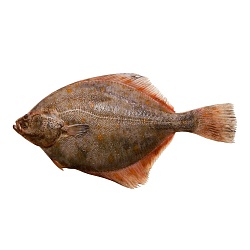 American Sole (Hippoglossoides platessoides)