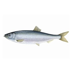 Atlantic herring (Clupea barengus barengus)