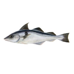 Haddock (Melanogrammus aeglefinus)