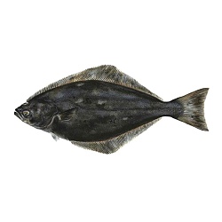 Greenland halibut