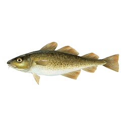 Atlantic Cod (Gadus morbua morbua)